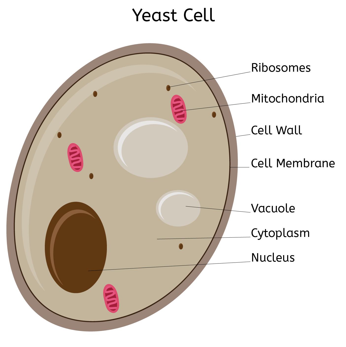 The Cell Structure Of Yeast With Diagram 